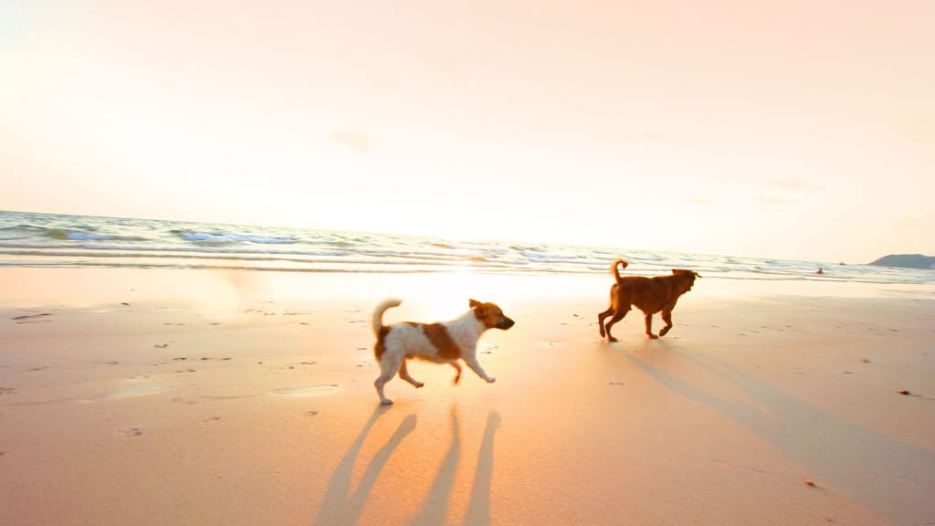 dogs running on a beach
